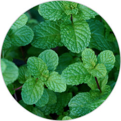 Menthol.jpg